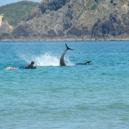 A dolphin tail splashing beside a surfer paddling in the bay